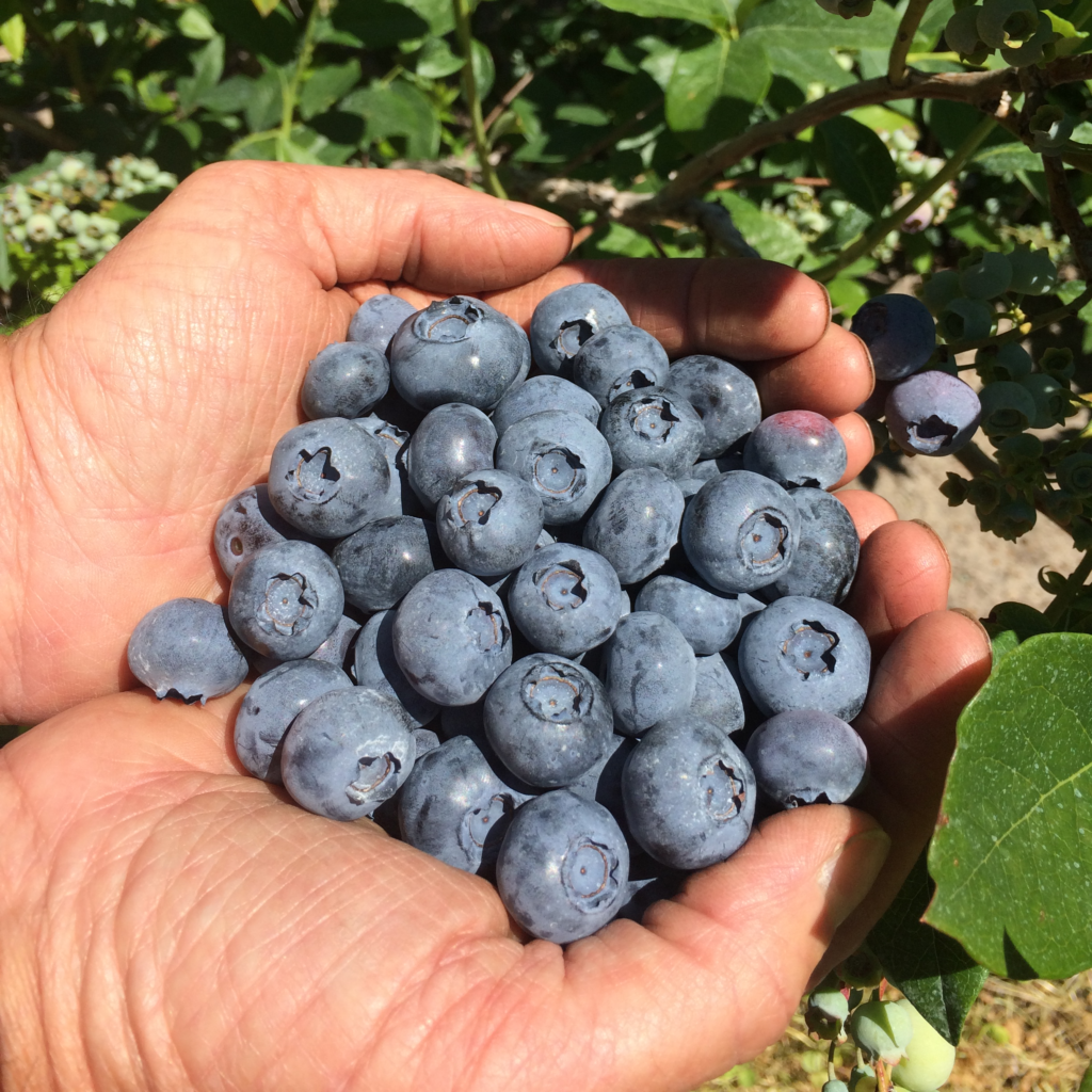 Bluecrop, Blueray & Jersey Blueberries at S Kamphuis, Holland Michigan