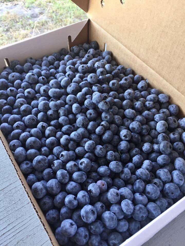 West Michigan u-pick blueberries or already picked fresh or frozen berries - S. Kamphuis in Holland
